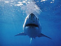 Кархародон (пасть)