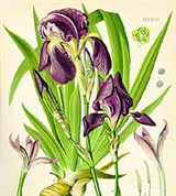 Касатик (Ирис германский)