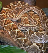 Каскавела (Crotalus durissus)