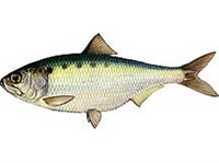 Каспийский пузанок (рисунок)