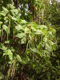 Катальпа бигнониевидная, сиренелистная, катальпа – Catalpa bignonioides Walter. (1)