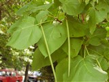 Катальпа бигнониевидная, сиренелистная, катальпа – Catalpa bignonioides Walter. (2)