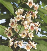 Катальпа бигнониевидная, сиренелистная, катальпа – Catalpa bignonioides Walter. (3)