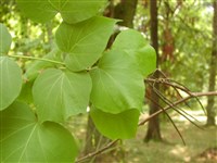 Катальпа гибридная, краснеющая – Catalpa x hybrida Spath.