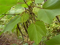 Катальпа яйцевидная, Генри, Кэмпфера – Catalpa ovata G.Don.