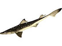 Катран (рисунок)