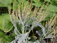 Катран приморский, морская капуста – Crambe maritima L.