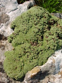 Качим арециевидный, черепитчатый – Gypsophyla aretoides Boiss.