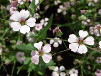 Качим изящный – Gypsophyla elegans Bieb.
