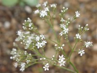 Качим колонновидный – Gypsophyla fastigiata L.