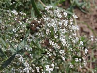 Качим метельчатый – Gypsophyla paniculata L. (1)