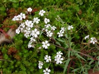 Качим ползучий – Gypsophyla repens L.