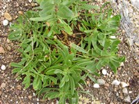 Качим тихоокеанский – Gypsophyla pacifica Kom. (1)