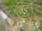 Качим тихоокеанский – Gypsophyla pacifica Kom. (2)