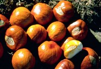 Каштан [кулинария]