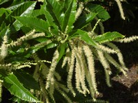 Каштан посевной, благородный, обыкновенный – Castanea sativa Mill. (1)