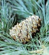Кедровая сосна (шишка)