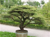 Кедр ливанский – Cedrus libani Loud.