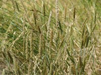 Келерия валлийская – Koeleria vallesiana (Honck.) Bertol.