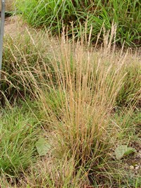 Келерия крупная, изящная, гребенчатая. – Koeleria macranta (Ledeb) Schult.