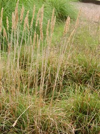 Келерия пирамидальная – Koeleria pyramidata (Lam.) Beauv. (1)