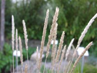 Келерия сизая – Koeleria glauca (Schrad) DC.