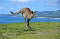 Кенгуру Австралия