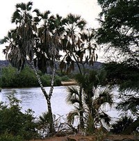 Кения (галерейные леса вдоль реки Тана)