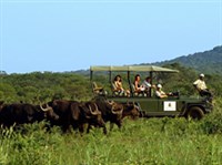 Кения (сафари)