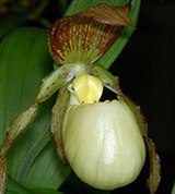 Кентуккийский башмачок (цветок)