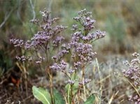 Кермек Гмелина