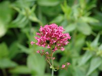 Кетрантус красный, красная валериана – Centranthus ruber (L.) DC.