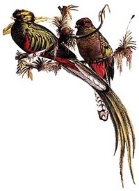 Кетсаль (самец и самка)