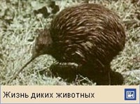 Киви (птицы)