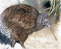 Киви (слайд)