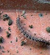 Кивсяки (Кивсяк)