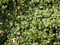 Кизильник Даммера – Cotoneaster dammerii Schneid.