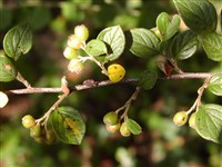 Кизильник Дильса – Cotoneaster dielsianus Pritz.et Diels.