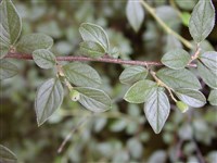 Кизильник Симонса – Cotoneaster simonsii Bak.