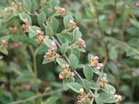 Кизильник Франчети – Cotoneaster franchetii Bois.