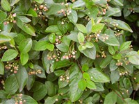 Кизильник блестящий – Cotoneaster lucidus Schlecht. (1)