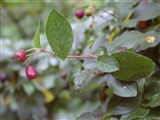 Кизильник блестящий – Cotoneaster lucidus Schlecht. (2)