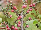 Кизильник горизонтальный – Cotoneaster horisontalis Dacne. (2)