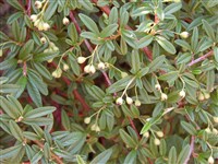 Кизильник иволистный – Cotoneaster salicifolius Franch.