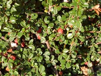 Кизильник мелколистный – Cotoneaster microphyllus Wall.ex Lindl.