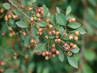 Кизильник многоцветковый – Cotoneaster multiflorus Bunge (1)