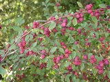 Кизильник многоцветковый – Cotoneaster multiflorus Bunge (2)