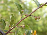 Кизильник остролистный, пекинский – Cotoneaster acutifolius Turch.