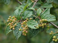 Кизильник пузырчатый – Cotoneaster bullatus Bois.