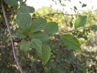 Кизильник ячеистый – Cotoneaster foveolatus Rehd.et Wils.